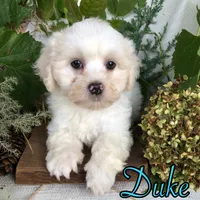 Duke, a male Shih Tzu and Bichpoo for sale in Byron, MI – 3 of 3