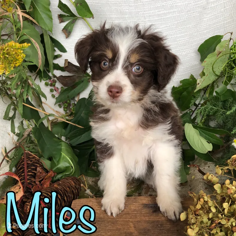 Miles – Miniature Aussiedoodle puppy for sale in Byron, MI
