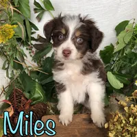 Miles, a male Miniature Aussiedoodle for sale in Byron, MI – 1 of 3