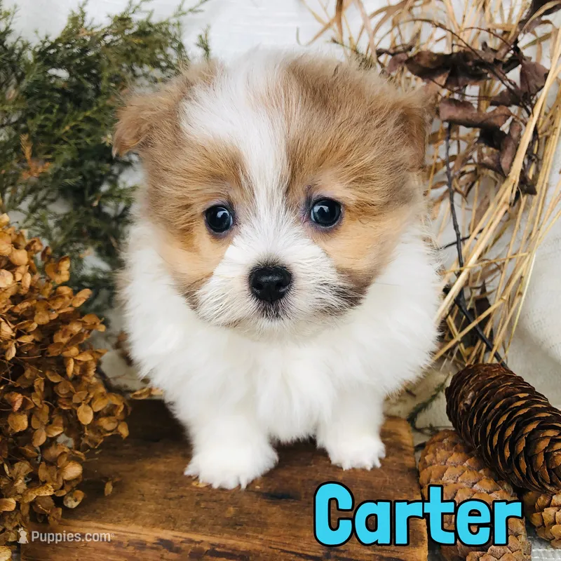 Carter – Pomapoo puppy for sale in Byron, MI