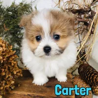 Carter, a male Pomapoo for sale in Byron, MI – Photo 1 of 3