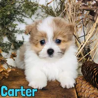 Carter, a male Pomapoo for sale in Byron, MI – Photo 2 of 3