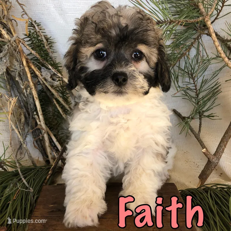 Faith – Bichon Frise, Shihpoo puppy for sale in Byron, MI