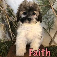 Faith, a female Bichon Frise and Shihpoo for sale in Byron, MI – Photo 1 of 3