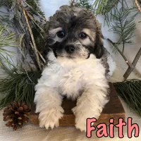 Faith, a female Bichon Frise and Shihpoo for sale in Byron, MI – Photo 2 of 3