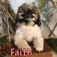Faith, a female Bichon Frise and Shihpoo for sale in Byron, MI – Photo 3 of 3
