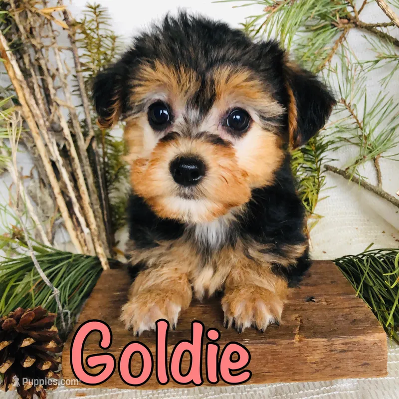 goldie – Yorkshire Terrier, Bichpoo puppy for sale in Byron, MI