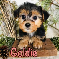 goldie, a female Yorkshire Terrier and Bichpoo for sale in Byron, MI – Photo 1 of 3