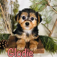 goldie, a female Yorkshire Terrier and Bichpoo for sale in Byron, MI – Photo 3 of 3