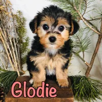 goldie, a female Yorkshire Terrier and Bichpoo for sale in Byron, MI – Photo 2 of 3