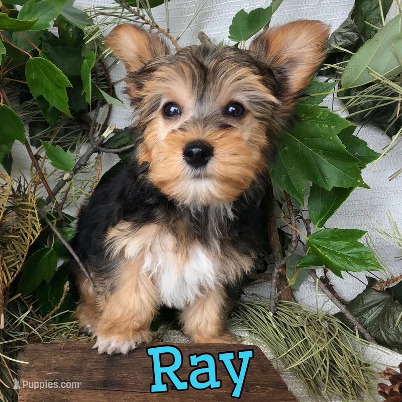Ray – Yorkipoo puppy for sale in Byron, MI