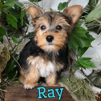 Ray, a male Yorkipoo for sale in Byron, MI – 1 of 3