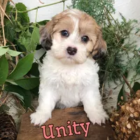 Unity , a female Shih Tzu and Bichpoo for sale in Byron, MI – 2 of 3