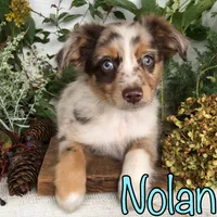 Nolan, a male Miniature Australian Shepherd for sale in Byron, MI – 3 of 3