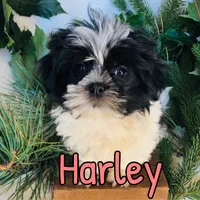 Harley, a female Shihpoo for sale in Byron, MI – 2 of 3