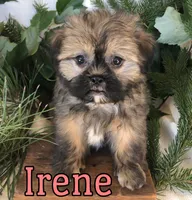 Irene, a female Shihpoo and Mal Shi for sale in Byron, MI – 1 of 3