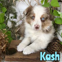 Kash, a male Miniature Australian Shepherd for sale in Byron, MI – 2 of 3