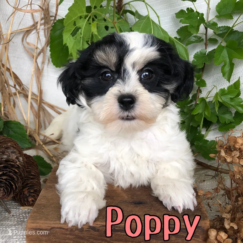 Poppy – Shihpoo puppy for sale in Byron, MI
