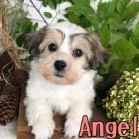 Angel, a female Shih Tzu and Bichpoo for sale in Byron, MI – 3 of 3