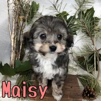 Maisy, a female Miniature Aussiedoodle for sale in Byron, MI – 2 of 3