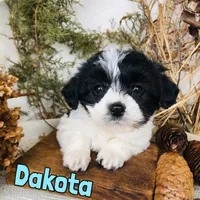 Dakota, a male Bichon Frise and Yorkipoo for sale in Byron, MI – Photo 3 of 3