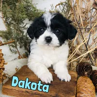 Dakota, a male Bichon Frise and Yorkipoo for sale in Byron, MI – Photo 2 of 3