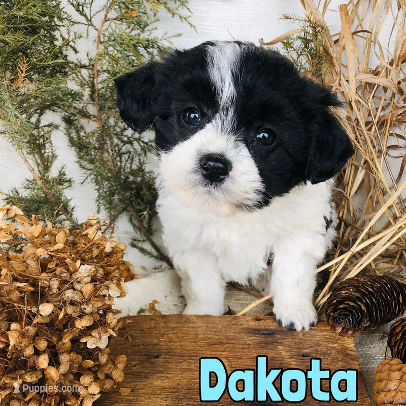 Dakota – Bichon Frise, Yorkipoo puppy for sale in Byron, MI