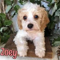 Zoey, a female Cavapoo for sale in Byron, MI – 2 of 3