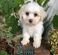 Duke, a male Shih Tzu and Bichpoo for sale in Byron, MI – 2 of 3