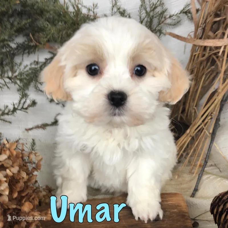 Umar 