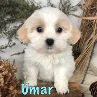 Umar , a male Bichpoo for sale in Byron, MI – Photo 1 of 3