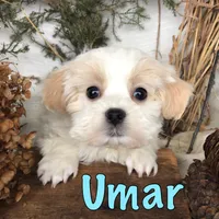 Umar , a male Bichpoo for sale in Byron, MI – Photo 2 of 3