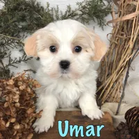 Umar , a male Bichpoo for sale in Byron, MI – Photo 3 of 3