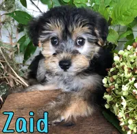 Zaid, a male Yorkshire Terrier and Bichpoo for sale in Byron, MI – 3 of 3