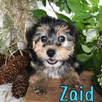Zaid, a male Yorkshire Terrier and Bichpoo for sale in Byron, MI – 1 of 3