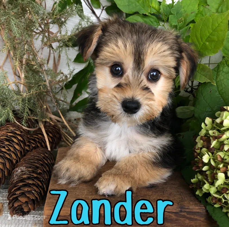 Zander – Yorkshire Terrier, Bichpoo puppy for sale in Byron, MI