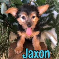 Jaxon, a female Yorkshire Terrier for sale in Byron, MI – 3 of 3