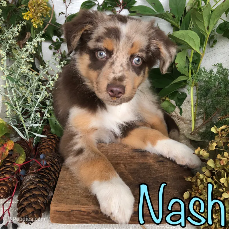 Nash – Miniature Australian Shepherd puppy for sale in Byron, MI