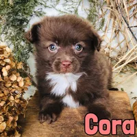 Cora, a female Pomapoo for sale in Byron, MI – Photo 3 of 3