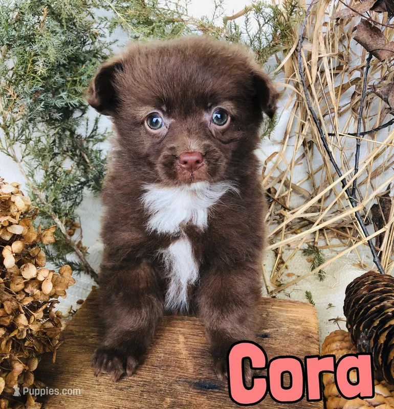 Cora – Pomapoo puppy for sale in Byron, MI