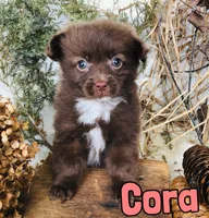 Cora, a female Pomapoo for sale in Byron, MI – Photo 1 of 3