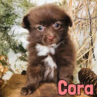 Cora, a female Pomapoo for sale in Byron, MI – Photo 2 of 3