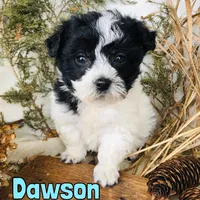 Dawson, a male Bichon Frise and Yorkipoo for sale in Byron, MI – Photo 2 of 3