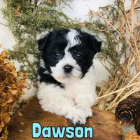 Dawson, a male Bichon Frise and Yorkipoo for sale in Byron, MI – Photo 3 of 3