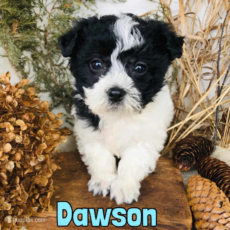 Dawson – Bichon Frise, Yorkipoo puppy for sale in Byron, MI