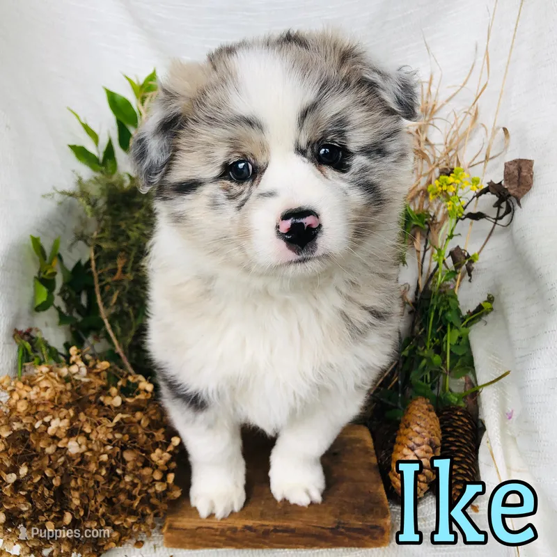 Ike, a male Great Pyrenees and Miniature Australian Shepherd for sale in Byron, MI – Photo 1 of 3