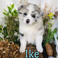 Ike, a male Great Pyrenees and Miniature Australian Shepherd for sale in Byron, MI – Photo 3 of 3