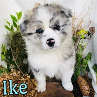 Ike, a male Great Pyrenees and Miniature Australian Shepherd for sale in Byron, MI – Photo 2 of 3