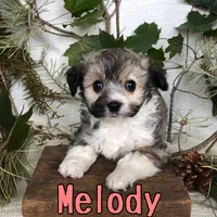Melody , a female Aussiedoodle for sale in Byron, MI – 3 of 3
