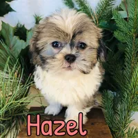Hazel, a female Shihpoo for sale in Byron, MI – 2 of 3